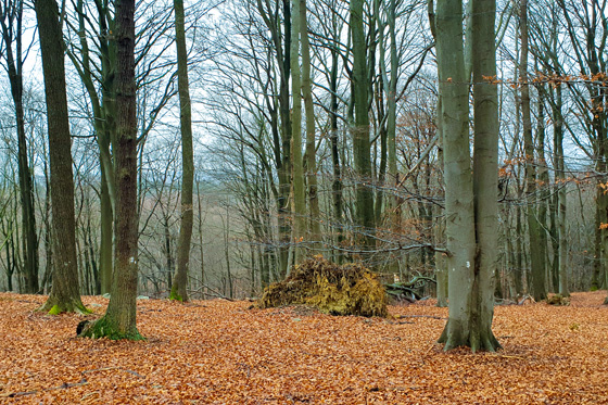 La forêt de hêtres du nord de l'Eifel près de Raffelsbrand